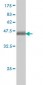 ATP2C1 Antibody (monoclonal) (M01)