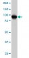ATP2C1 Antibody (monoclonal) (M01)