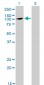 ATP2C1 Antibody (monoclonal) (M01)