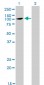 ATP2C1 Antibody (monoclonal) (M01)