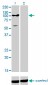 ATP2C1 Antibody (monoclonal) (M01)