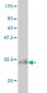 ATP6V0D1 Antibody (monoclonal) (M01)