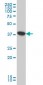 ATP6V0D1 Antibody (monoclonal) (M01)