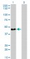 ATP6V0D1 Antibody (monoclonal) (M01)