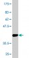 AVEN Antibody (monoclonal) (M08)