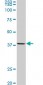 AVEN Antibody (monoclonal) (M08)