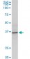 AVEN Antibody (monoclonal) (M08)