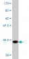 AVPR1A Antibody (monoclonal) (M07)