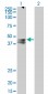 AVPR1A Antibody (monoclonal) (M07)