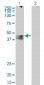 AVPR1A Antibody (monoclonal) (M07)