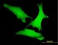 AXIN1 Antibody (monoclonal) (M01)