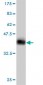 AXIN1 Antibody (monoclonal) (M01)