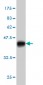 B4GALNT1 Antibody (monoclonal) (M02)