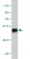 B4GALNT1 Antibody (monoclonal) (M02)