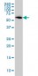 B4GALNT1 Antibody (monoclonal) (M02)