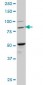 BACH1 Antibody (monoclonal) (M02)