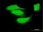 BAG1 Antibody (monoclonal) (M01)