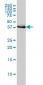 BAG1 Antibody (monoclonal) (M01)
