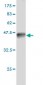 BAG1 Antibody (monoclonal) (M02)