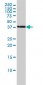 BAG1 Antibody (monoclonal) (M02)