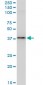 BAG1 Antibody (monoclonal) (M02)