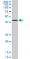 BAG1 Antibody (monoclonal) (M02)