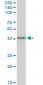 BAG1 Antibody (monoclonal) (M02)