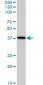 BAG1 Antibody (monoclonal) (M02)