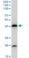 BAG1 Antibody (monoclonal) (M02)