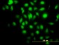 BAG1 Antibody (monoclonal) (M02)