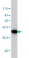 BAG2 Antibody (monoclonal) (M01)