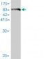 BAG5 Antibody (monoclonal) (M01)