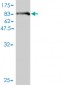BAG5 Antibody (monoclonal) (M01)