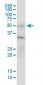 BAG5 Antibody (monoclonal) (M01)