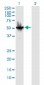 BAG5 Antibody (monoclonal) (M01)