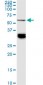 BAIAP2L1 Antibody (monoclonal) (M01)