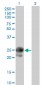 BAMBI Antibody (monoclonal) (M01)