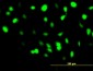 BANF1 Antibody (monoclonal) (M07)