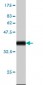 BANF1 Antibody (monoclonal) (M07)