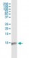 BANF1 Antibody (monoclonal) (M07)