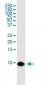 BANF1 Antibody (monoclonal) (M07)