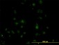 BARX1 Antibody (monoclonal) (M05)