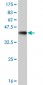 BATF Antibody (monoclonal) (M03)