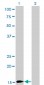 BATF Antibody (monoclonal) (M03)