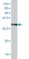 BCAP29 Antibody (monoclonal) (M07)