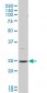 BCAP29 Antibody (monoclonal) (M07)