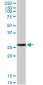 BCAP31 Antibody (monoclonal) (M01)