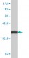 BCAR3 Antibody (monoclonal) (M01)