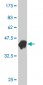 BCAS1 Antibody (monoclonal) (M03)