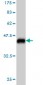 BCAS2 Antibody (monoclonal) (M01)